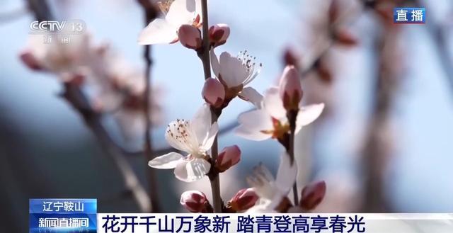 千万级客流背后的自然奇观:揭秘千山春日生态与地质奥秘 文化旅游