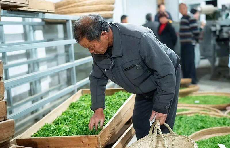 技术赋能传统茶产业:唐湾镇茶产业链深度解构 文化旅游