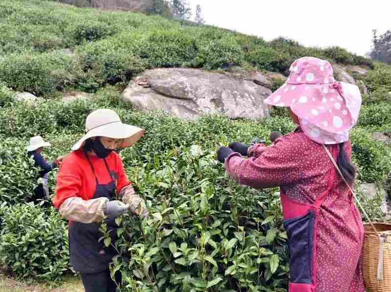 技术赋能传统茶产业:唐湾镇茶产业链深度解构 文化旅游