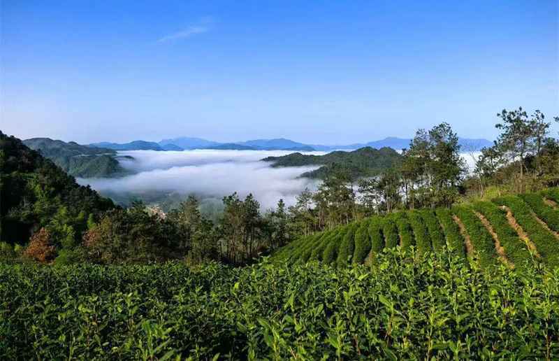 技术赋能传统茶产业:唐湾镇茶产业链深度解构 文化旅游